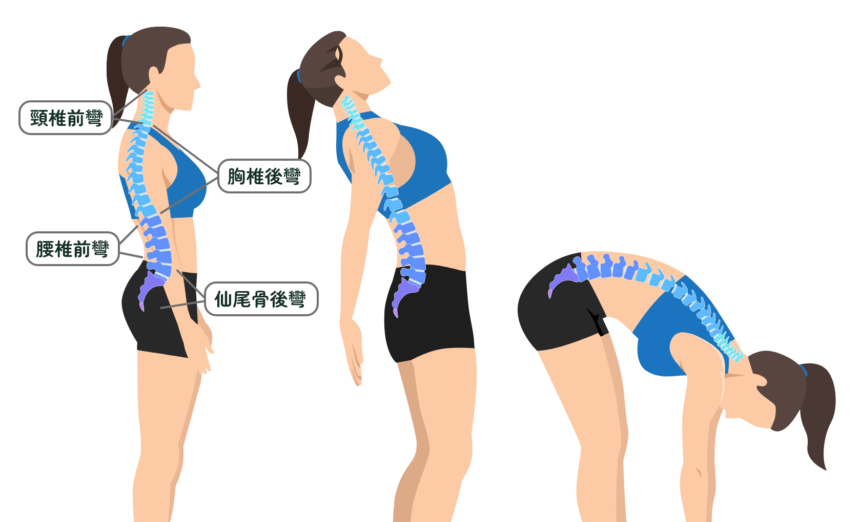 背骨の正常な湾曲運動